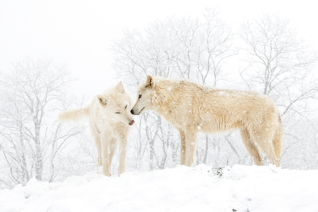 walf sanctuary 1.9
